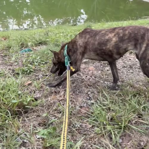  坐下訓練 的照片