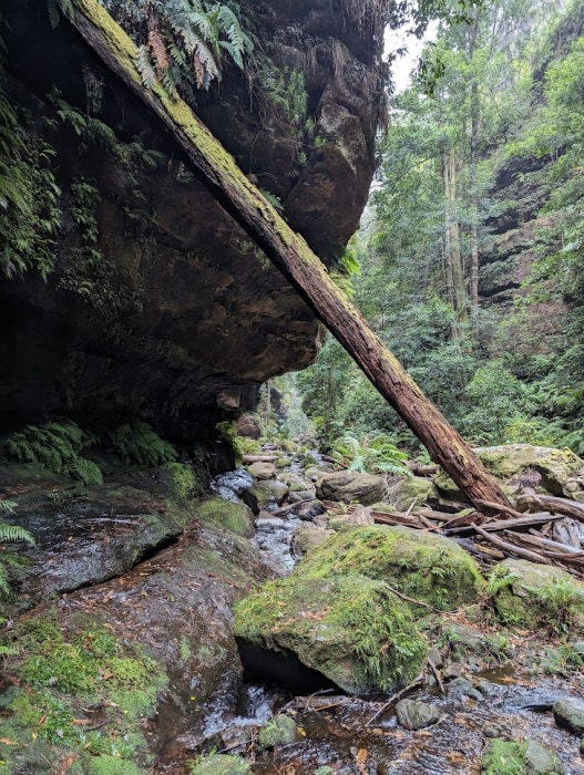 Grand Canyon walk in Blackheath, Blue Mountains.