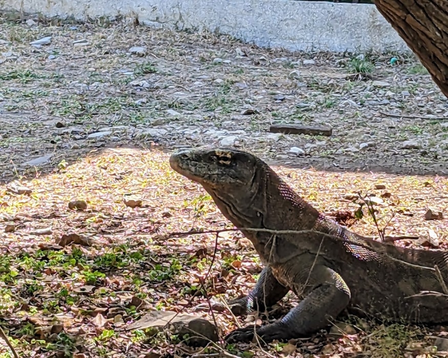 A Komoto dragon cooling off in the shade.