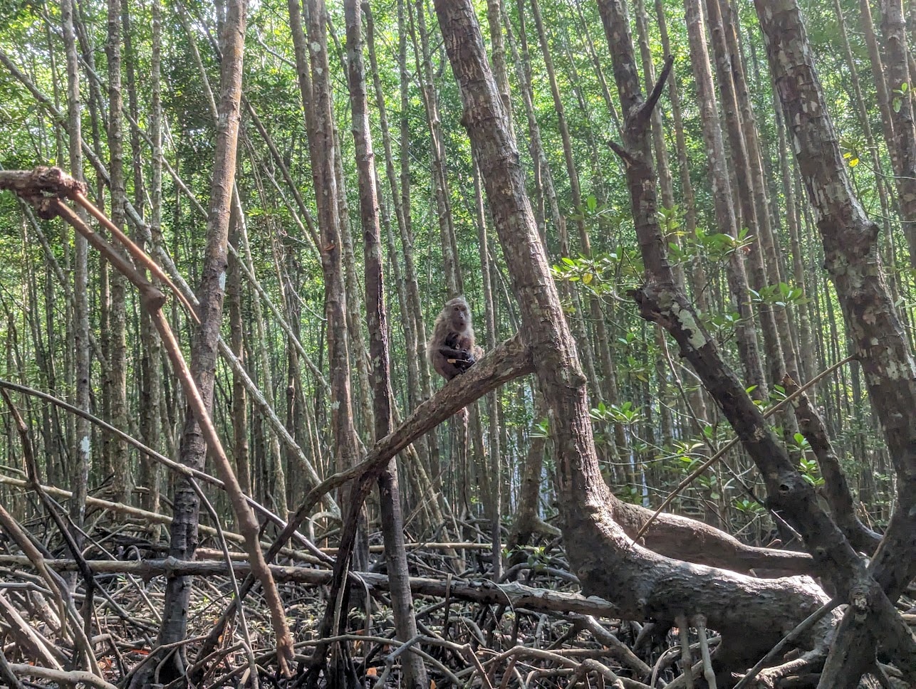 Saw a monkey in the mangroves while kayaking