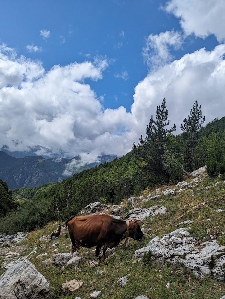 Cow in Theth Mountains