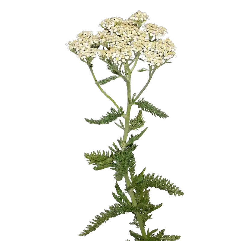 Yarrow