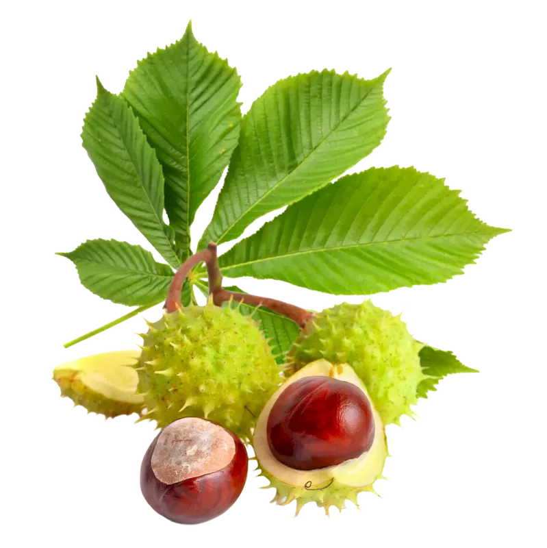 Horse Chestnut 