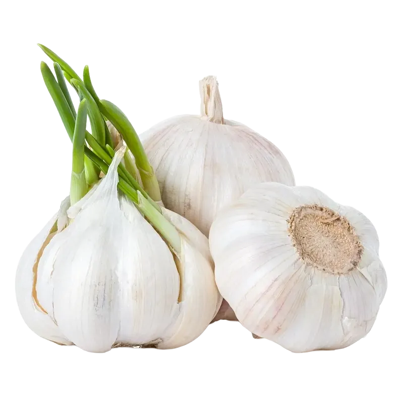 Garlic