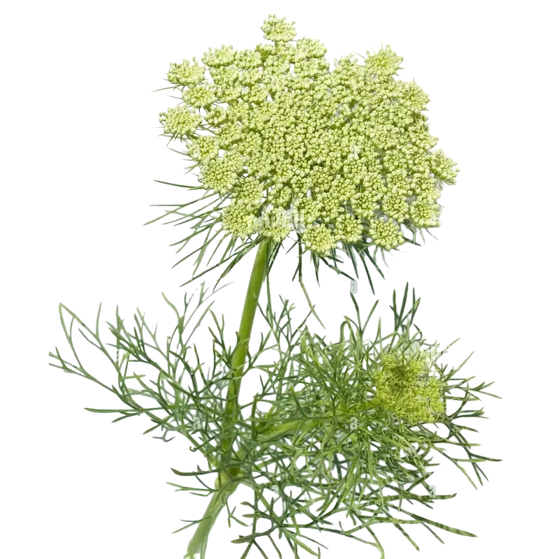 Visnaga