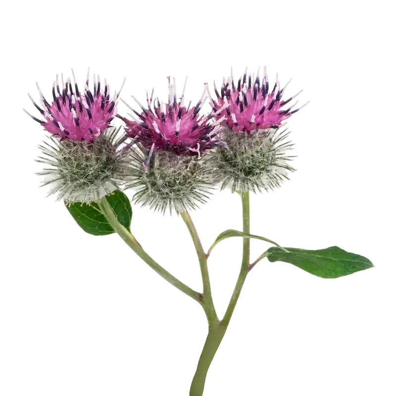 Burdock 