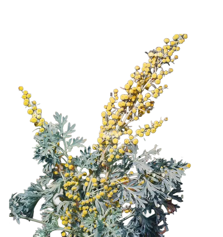 Wormwood