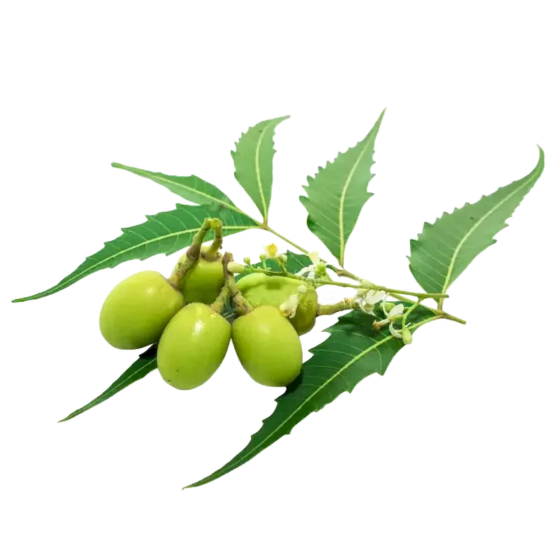 Neem