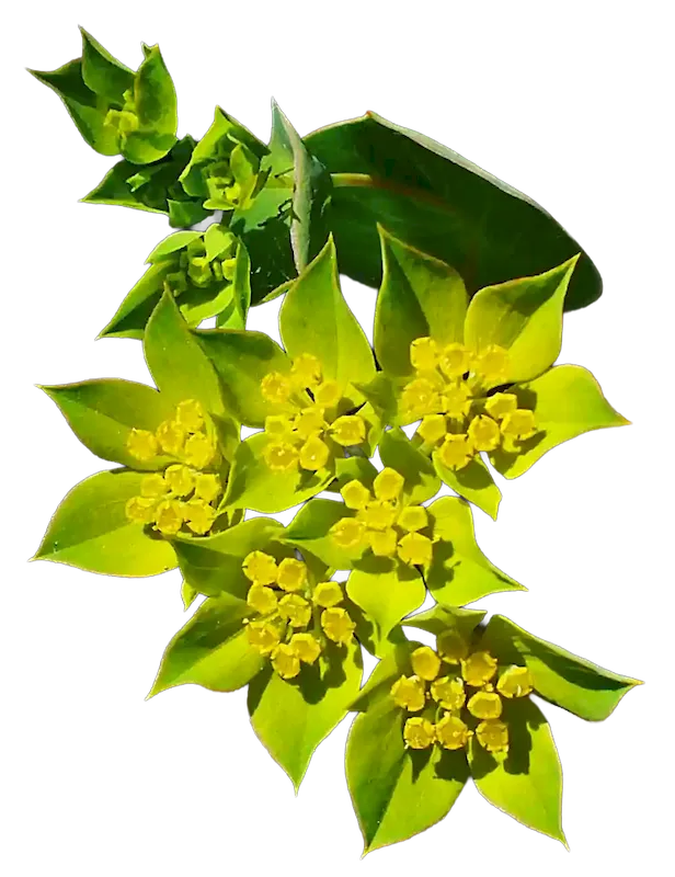 Bupleurum