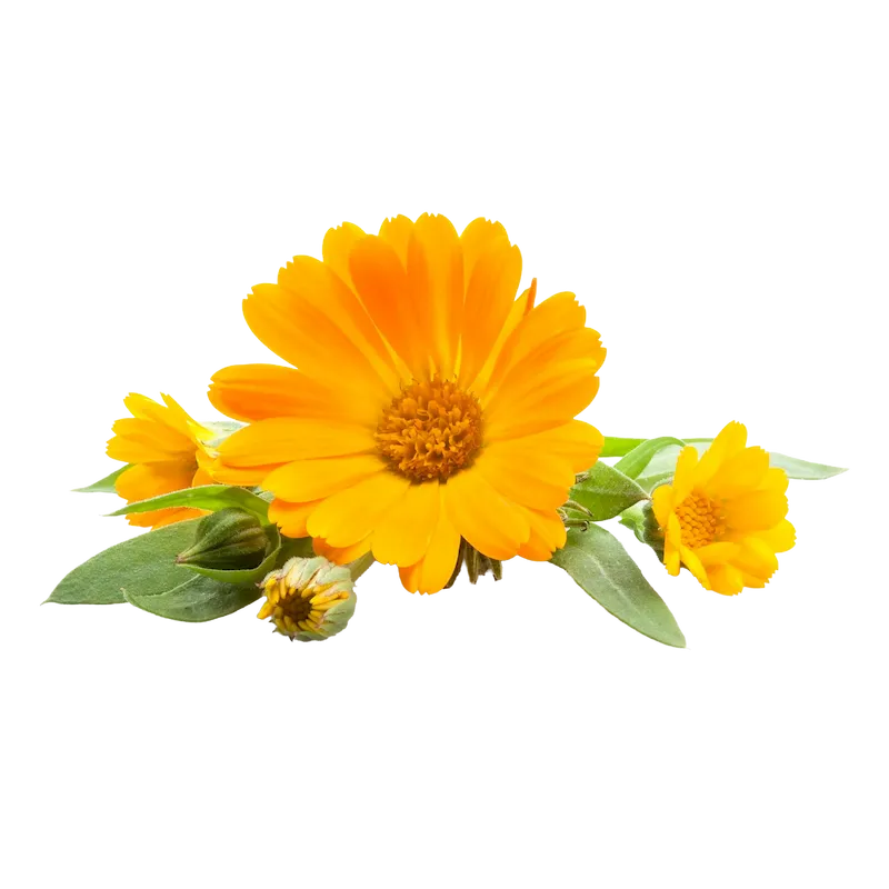 Calendula