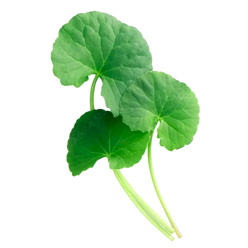 Gotu Kola