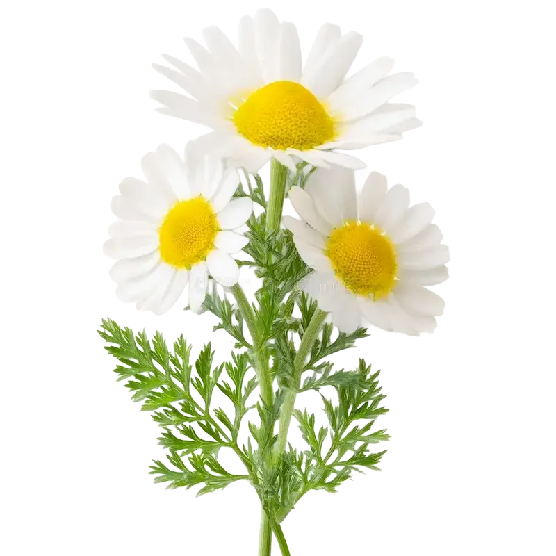 German Chamomile