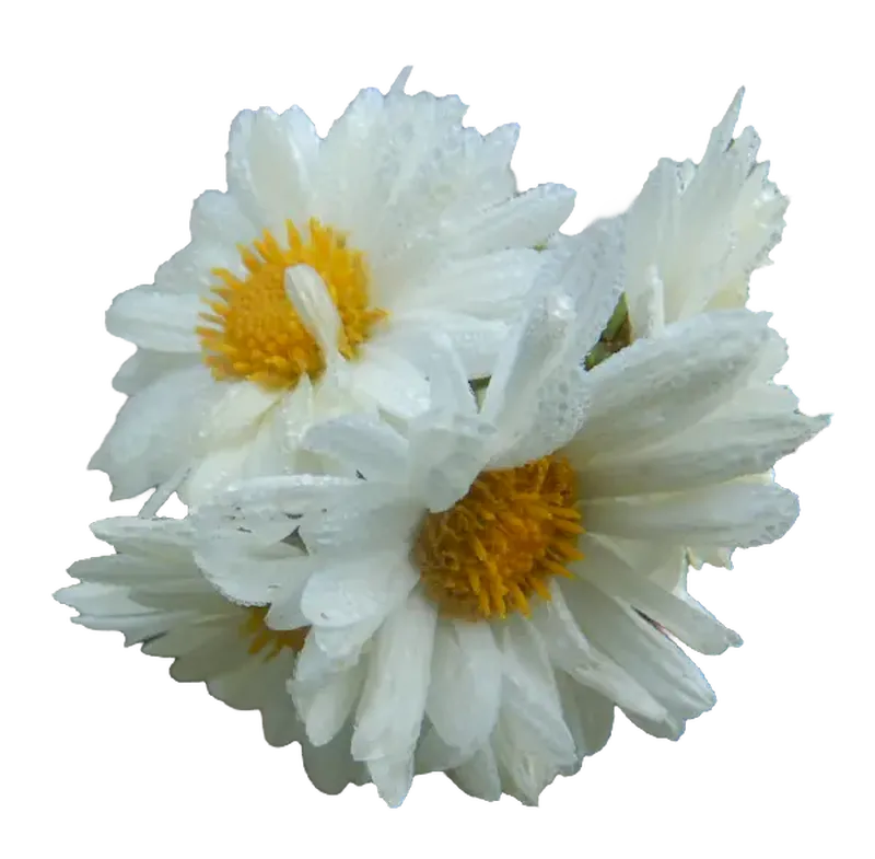 Ju Hua