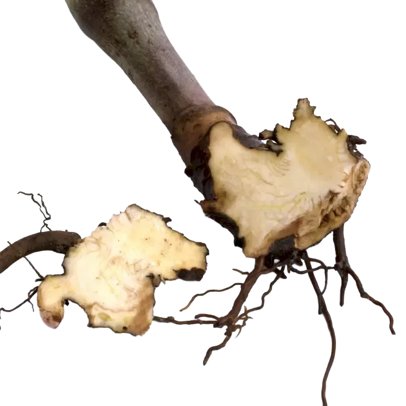 Black Cohosh
