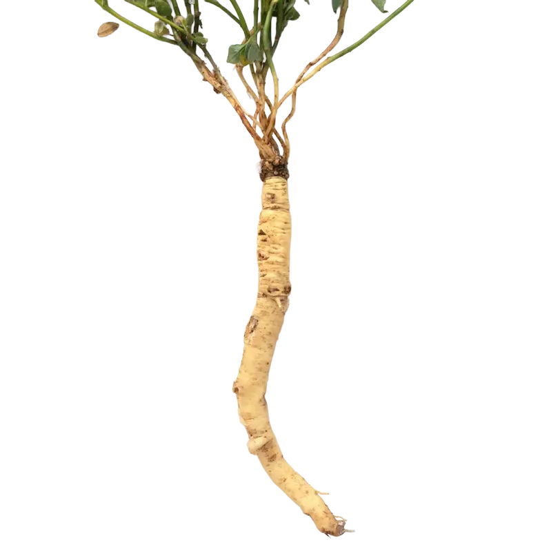 Codonopsis 