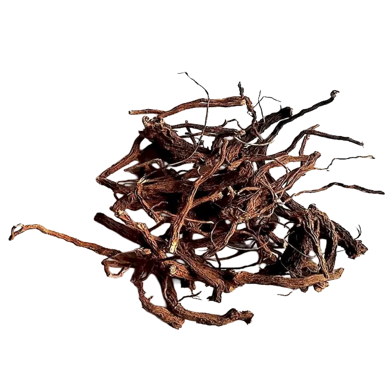 Coleus