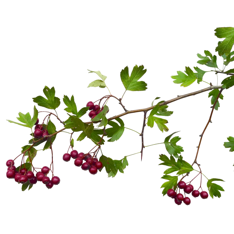 Hawthorn