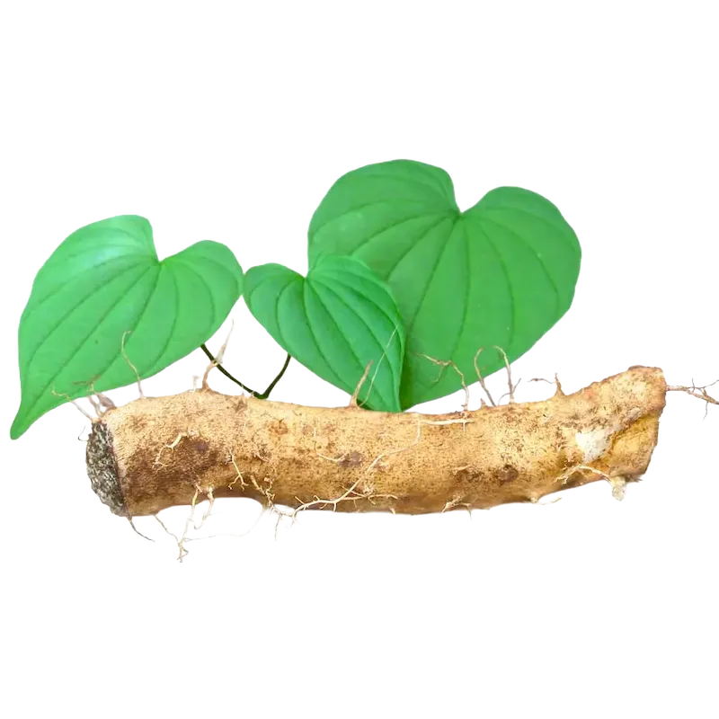 Wild Yam