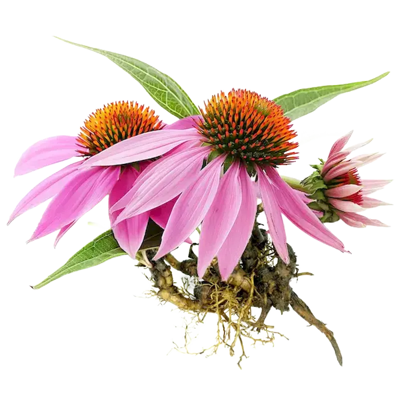 Echinacea