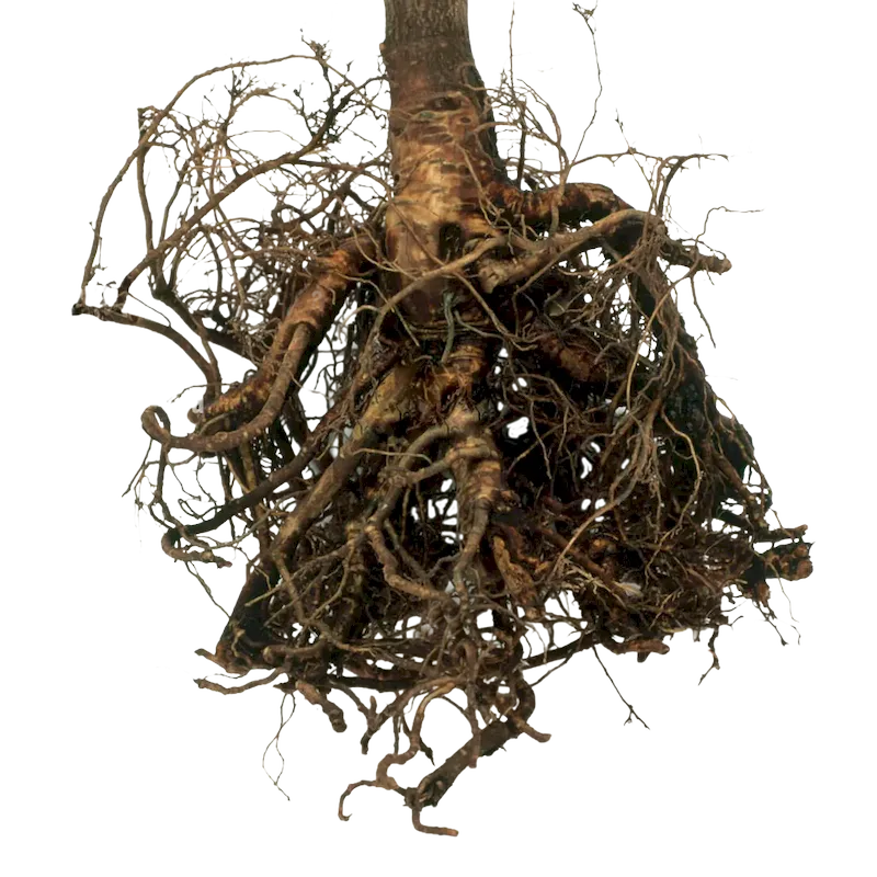 Siberian Ginseng