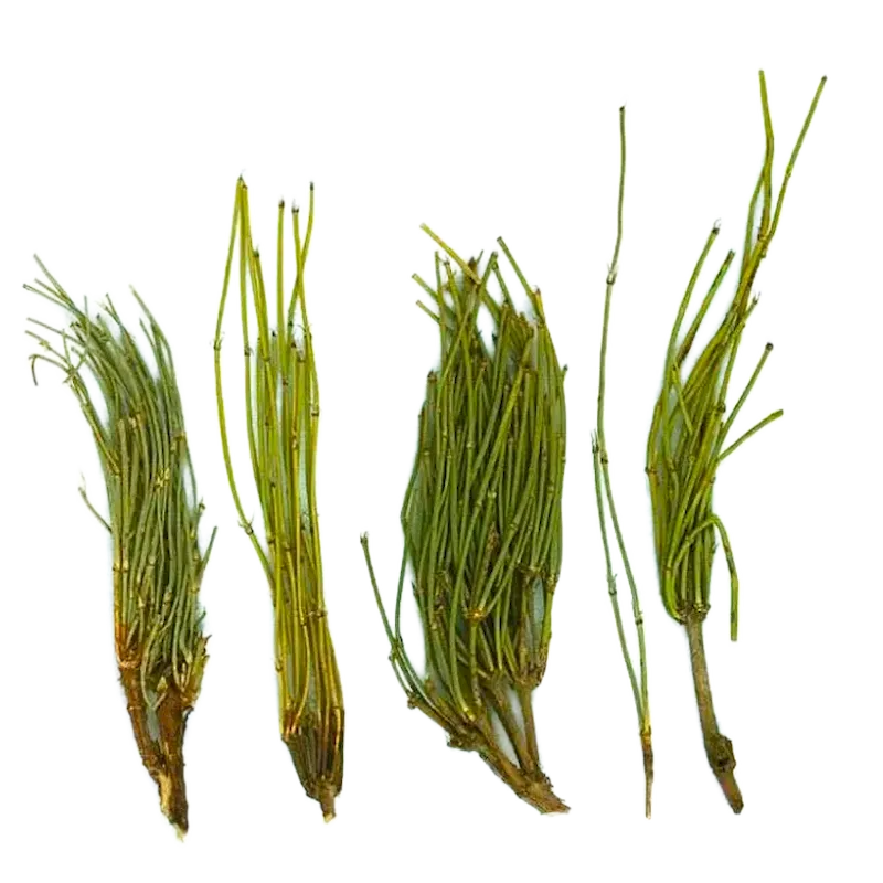 Ephedra
