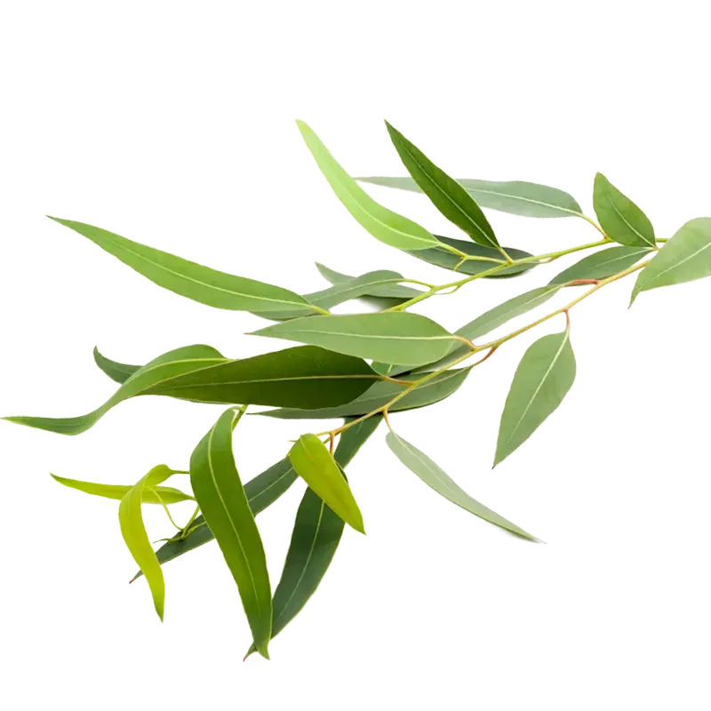 Eucalyptus