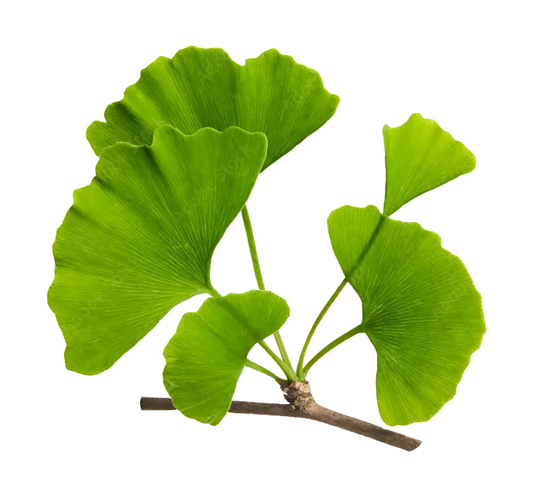 Ginkgo