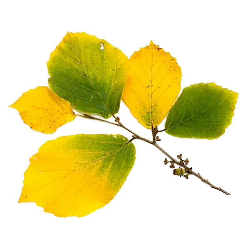 Witch Hazel