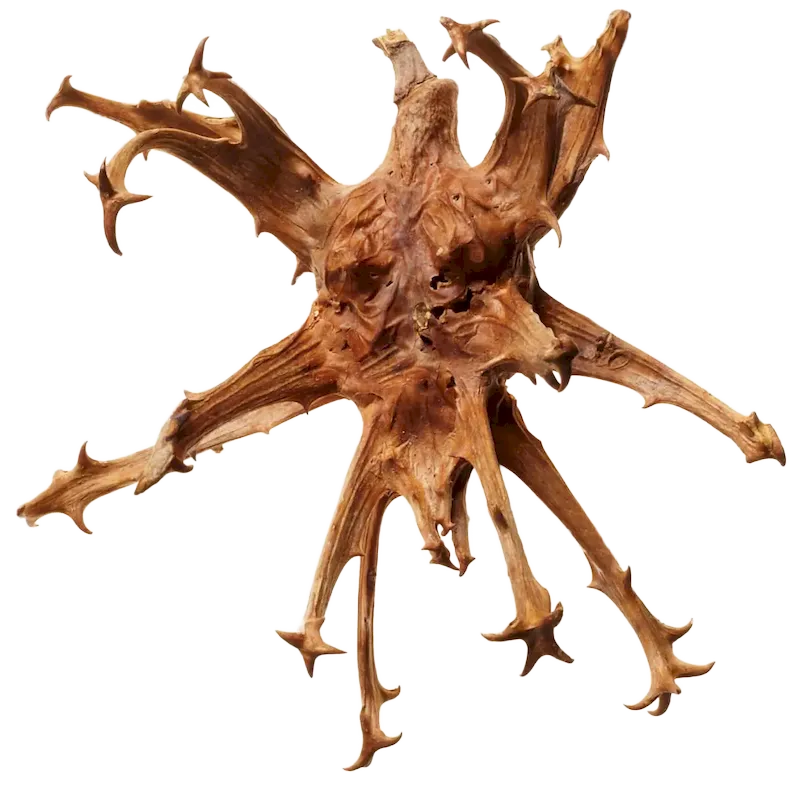 Devil's Claw