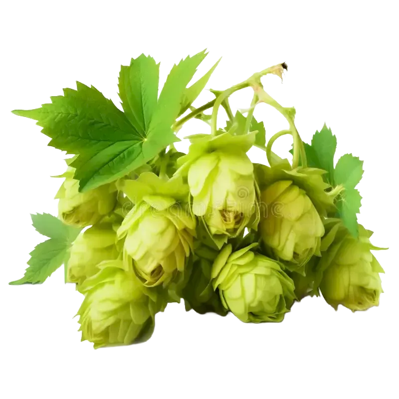 Hops