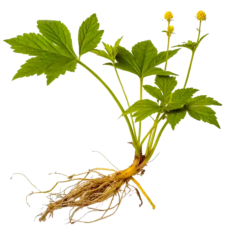 Goldenseal