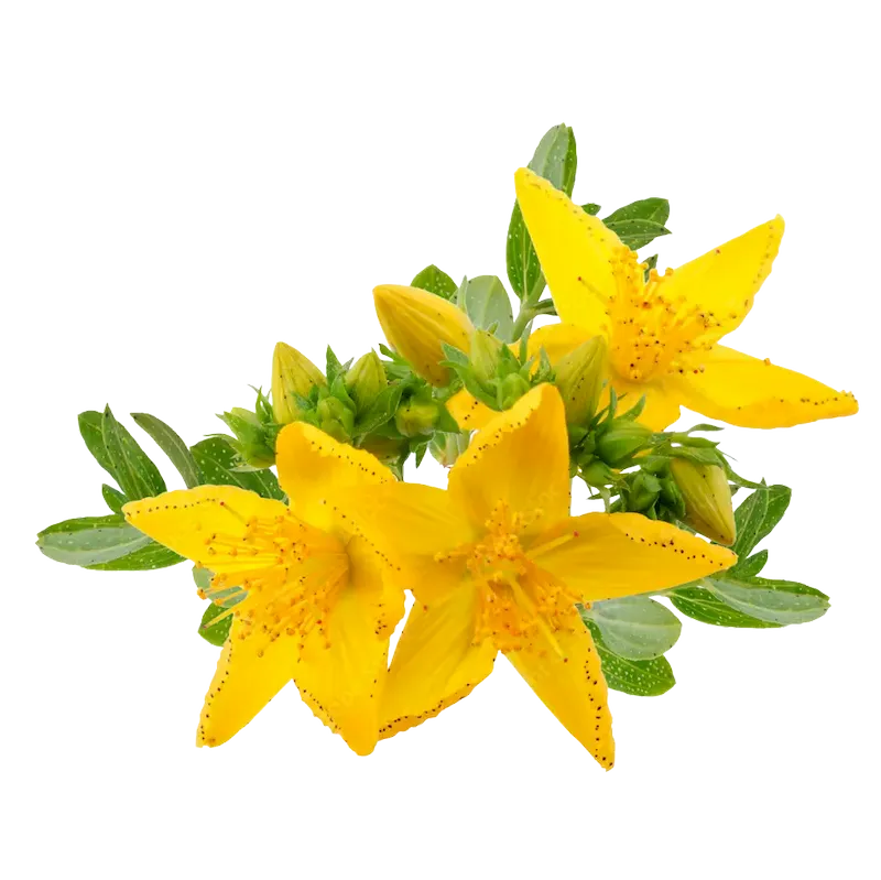St. John’s Wort