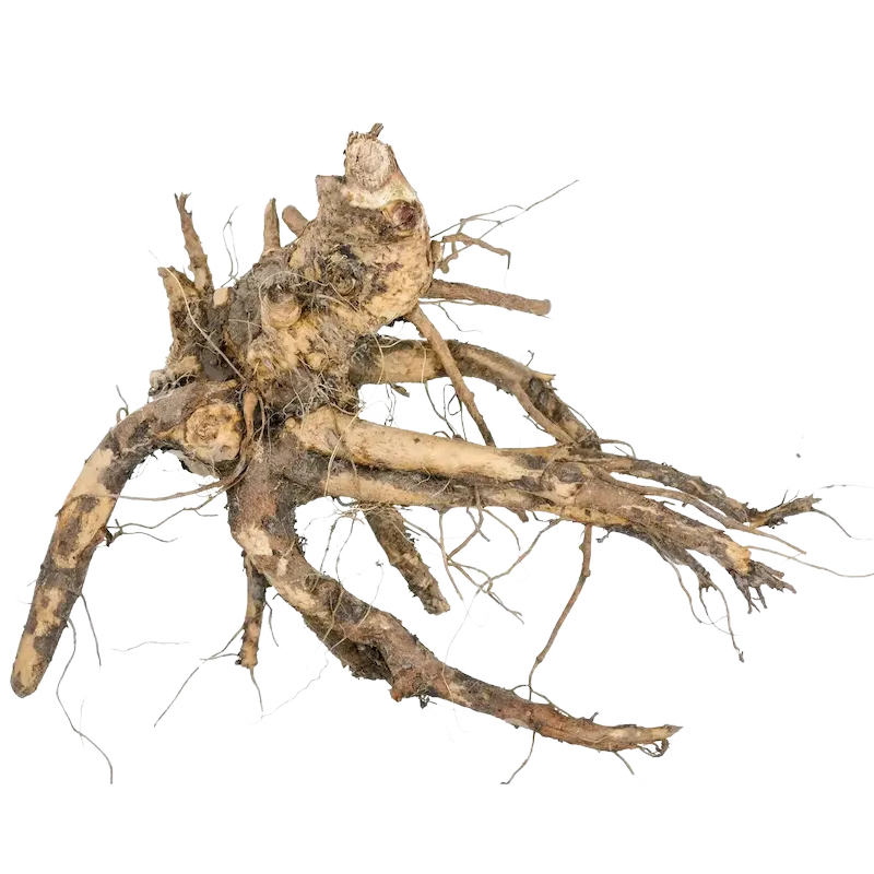 Elecampane