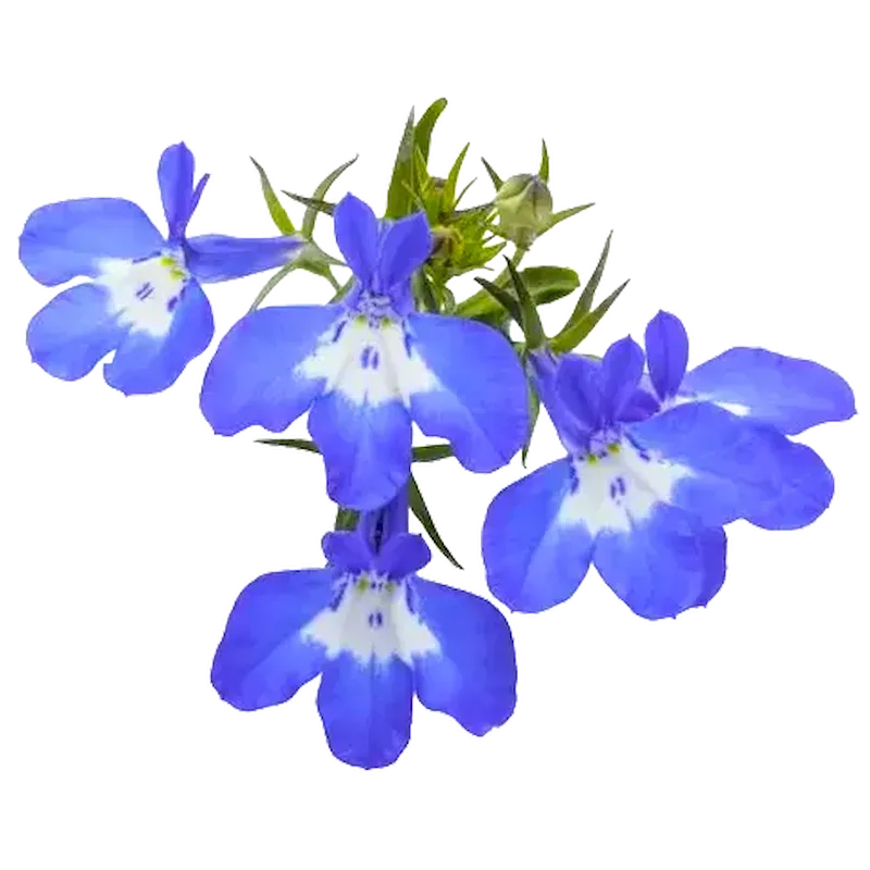 Lobelia