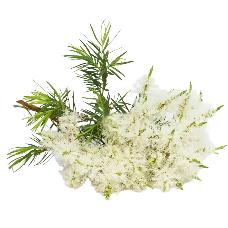 Tea Tree