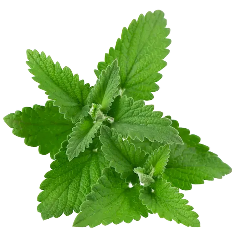Lemon Balm