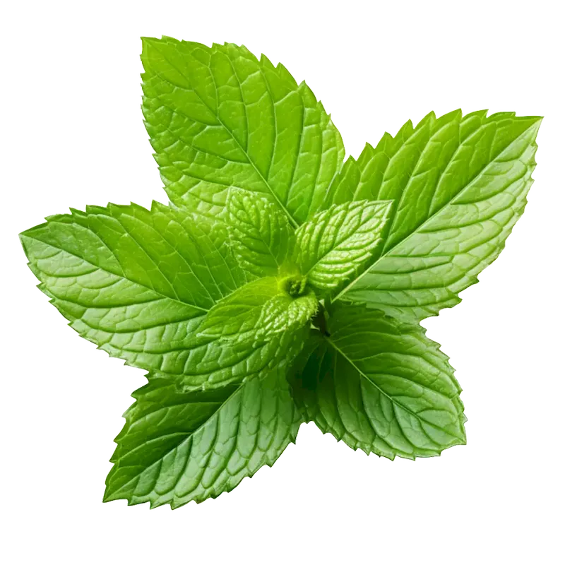 Peppermint