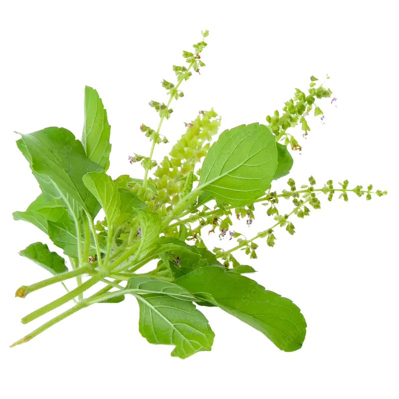 Holy Basil