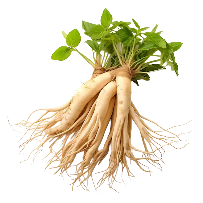 Ginseng