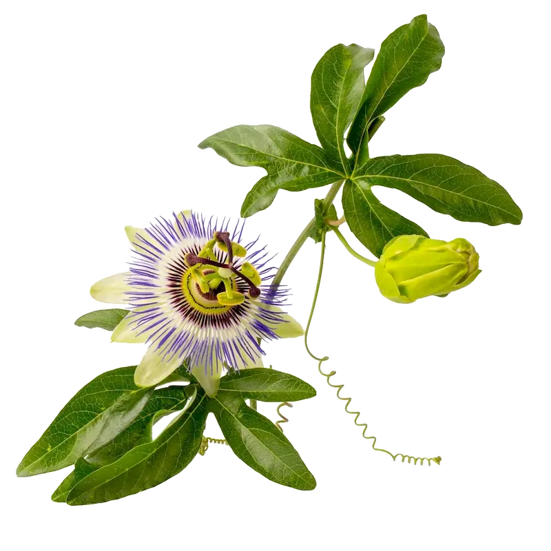 Passionflower