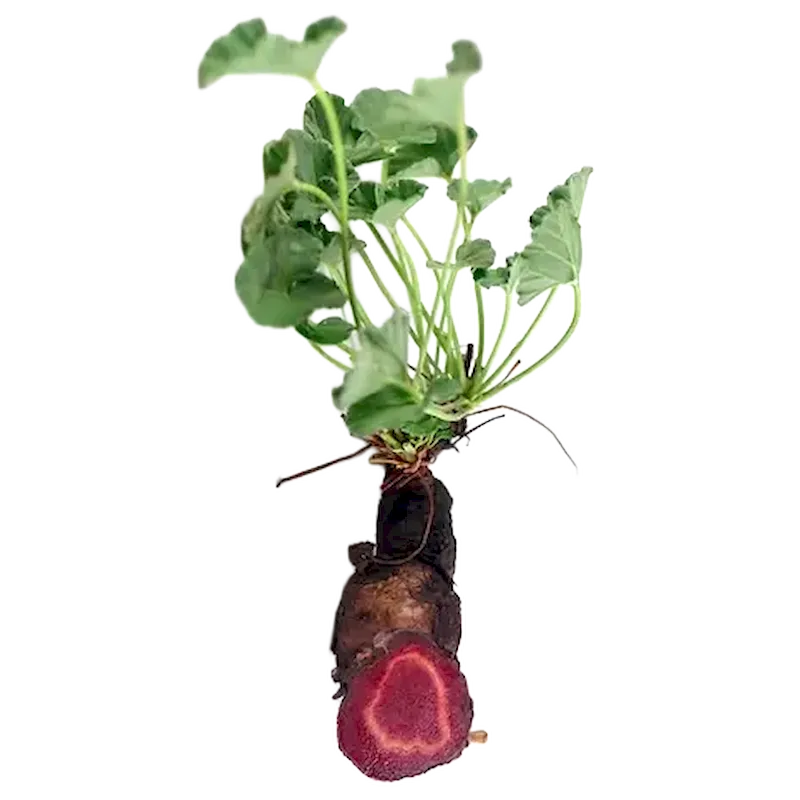 Pelargonium