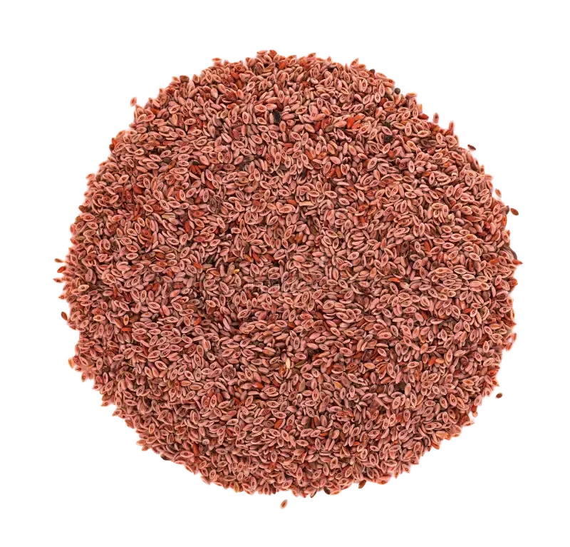 Psyllium