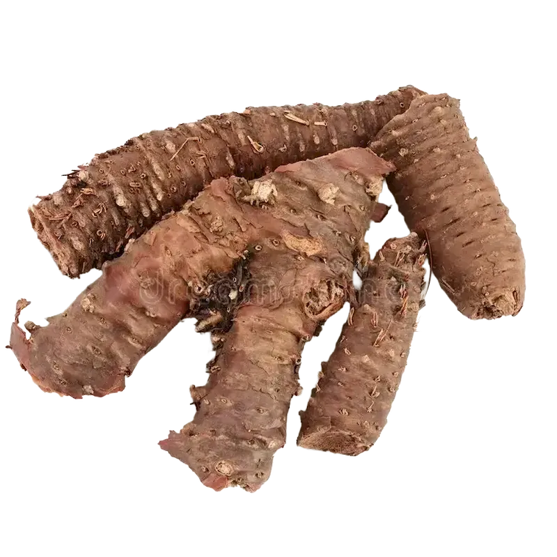 Rhodiola