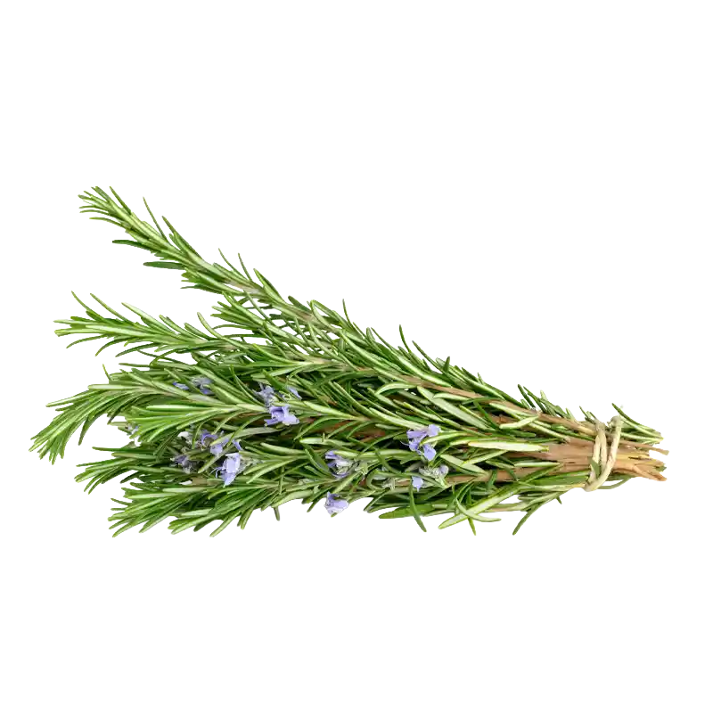 Rosemary