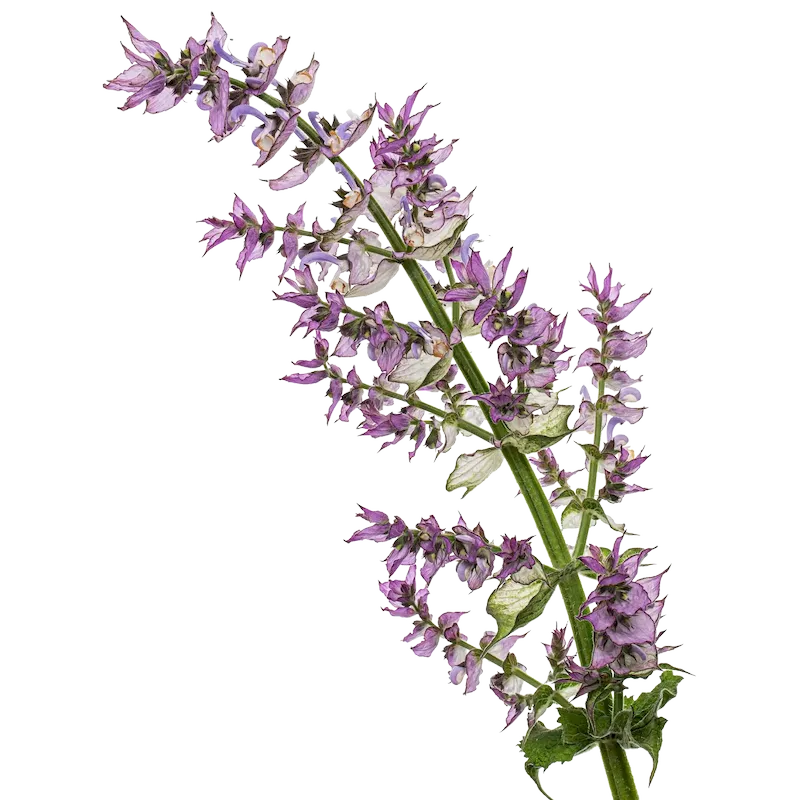 Sage