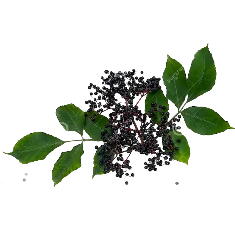 Elder