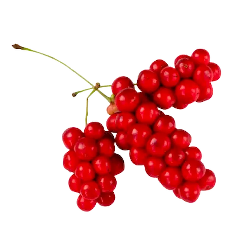 Schisandra
