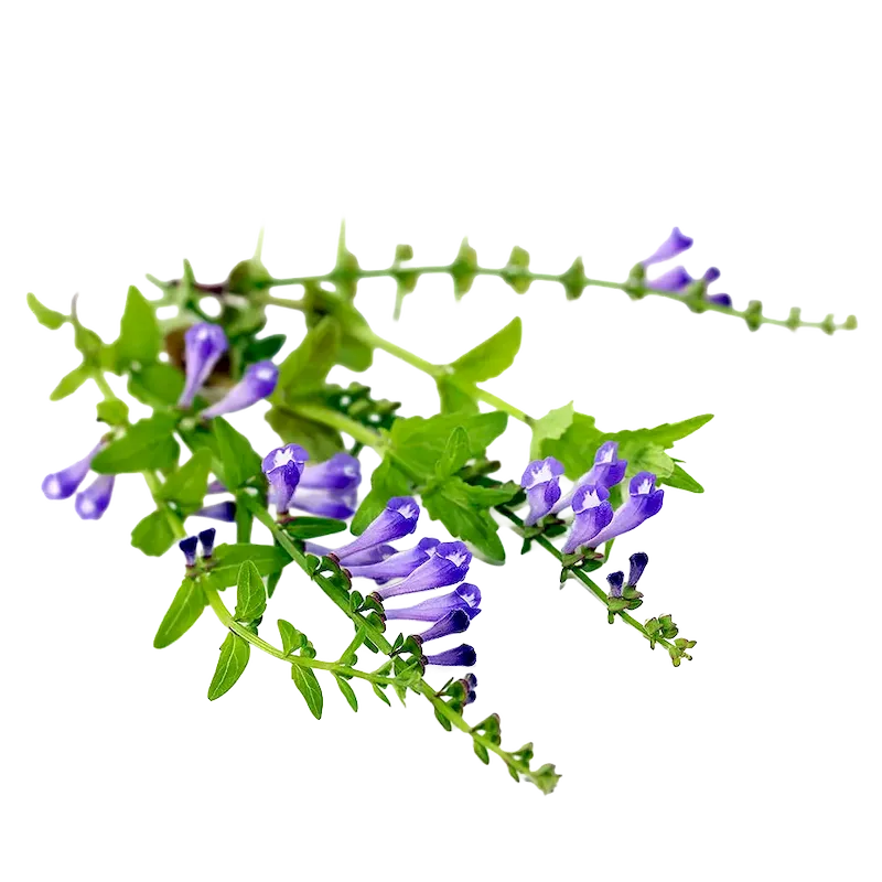 Skullcap