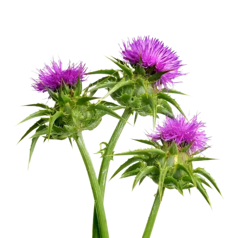 Milk Thistle