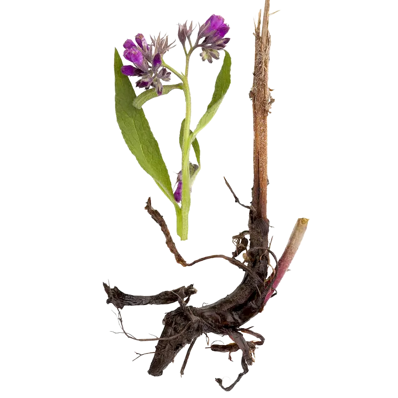 Comfrey